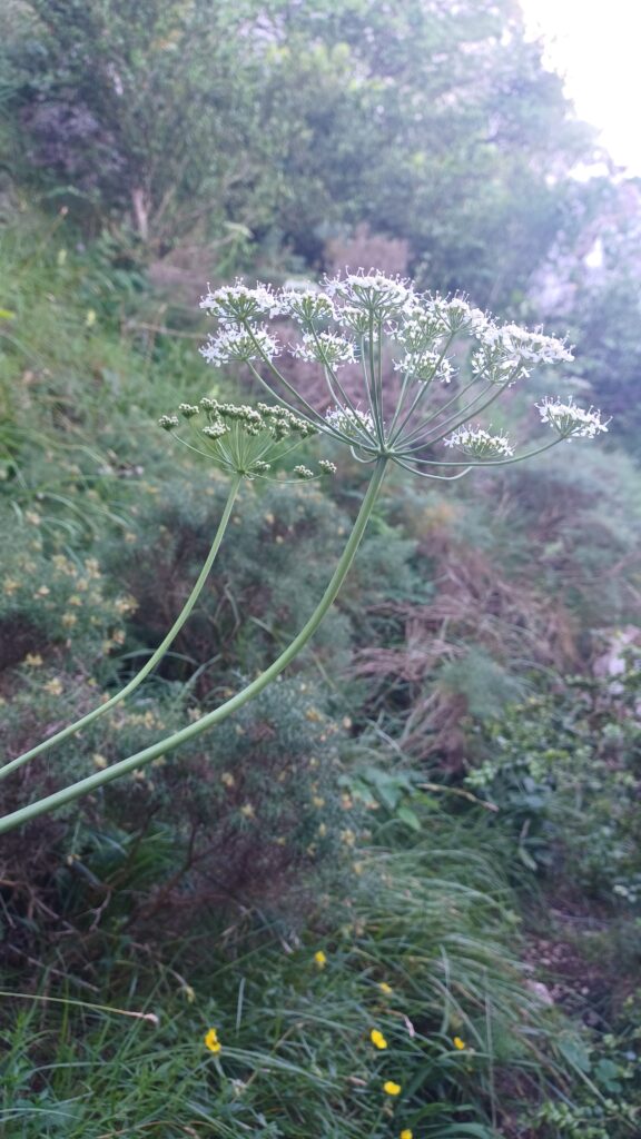 スペイン・バスク地方の登山中に見たエルダーフラワーのような植物