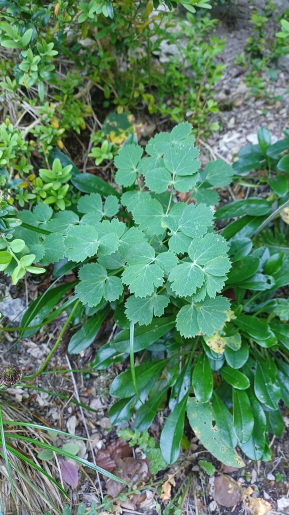 スペイン・バスク地方の登山中に見た植物
