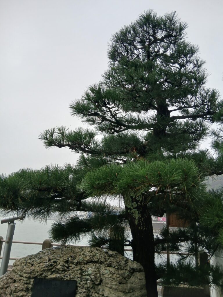 三重県二見興玉神社の契りの松