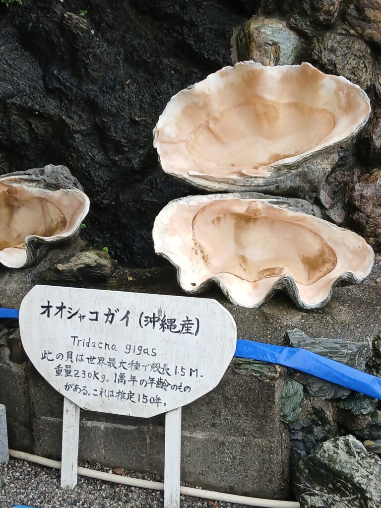 三重県二見興玉神社の沖縄産オオシャコガイ推定150年